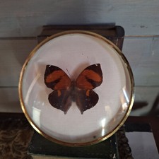 papillon siderone mars dans