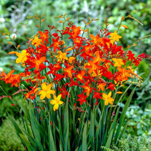 Bulbes fleurs montbretia - de, de