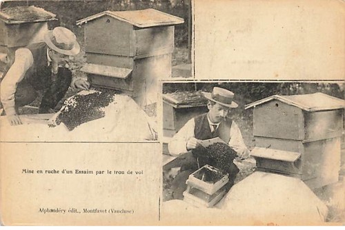 Montfavet abeille mise en - montfavet,