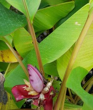 MUSA "Velutina" Bananier à Bananes roses"