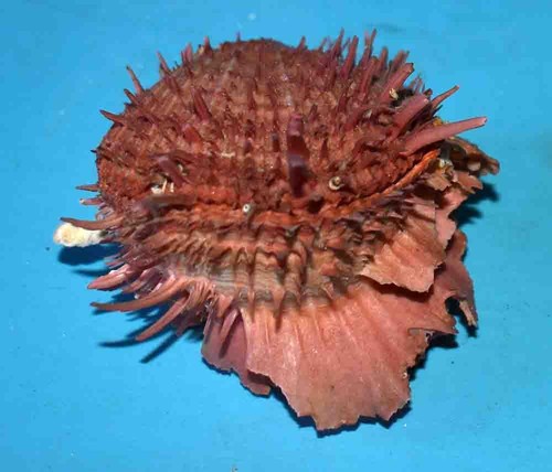 Coquillages spondylidae - coquillages, -spondylidae