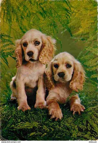 Carte postale animaux - postale,