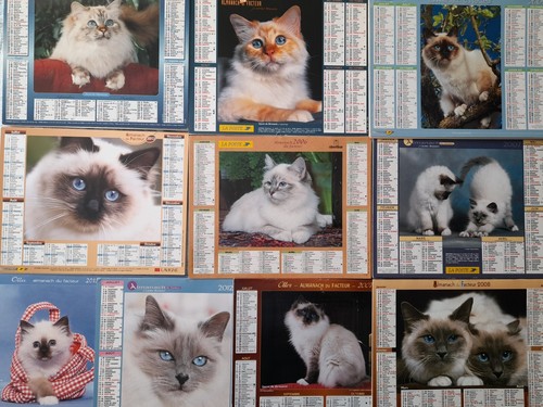 Calendriers chat sacré - chat, de
