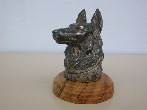 Chien regule argenté - regule,