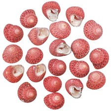 Coquillages trochus fraise -