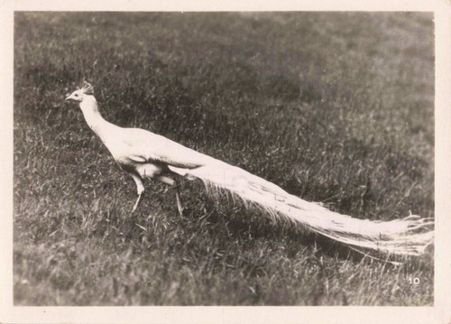 Ancienne photographie 1948 - ancienne,