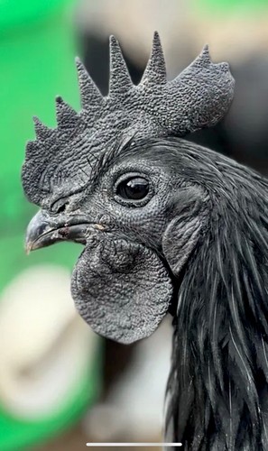 Ayam cemani hatching eggs - 8+,