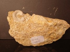 Ammonite Spiroceras orbignyi