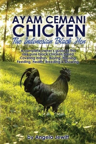 Ayam cemani chicken - ayam,