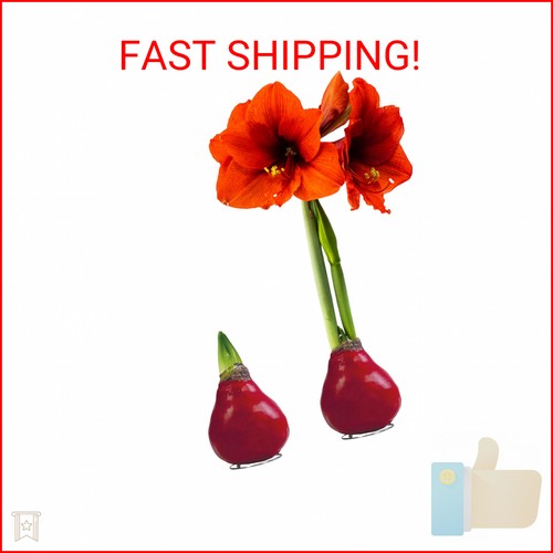 Waxed amaryllis bulb red - waxed,