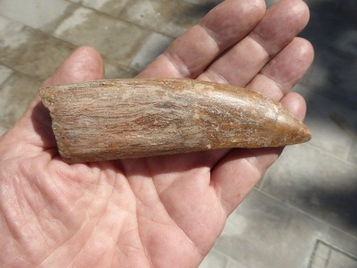 Dent fossilisee - dent,