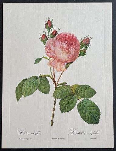 Botanique rosier cent - botanique,
