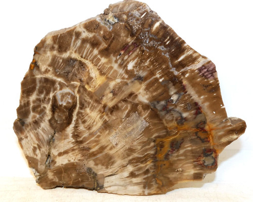 Belle tranche bois fossile - belle,