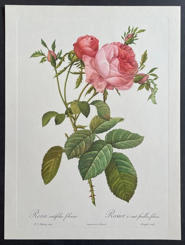 Botanique rosier cent - à,