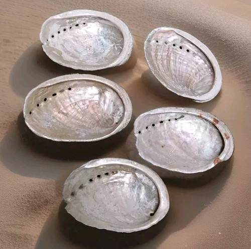 Coquilles ormeaux nacre - coquilles,