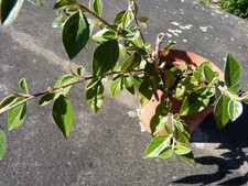 Arbuste cotoneaster haie