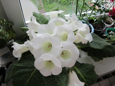 Gloxinia, tubercule « Mont