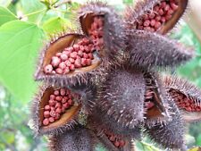 Annatto Shrub - ANNATO - Bixa orellana 5+ Seeds - Seeds - Graines F 200