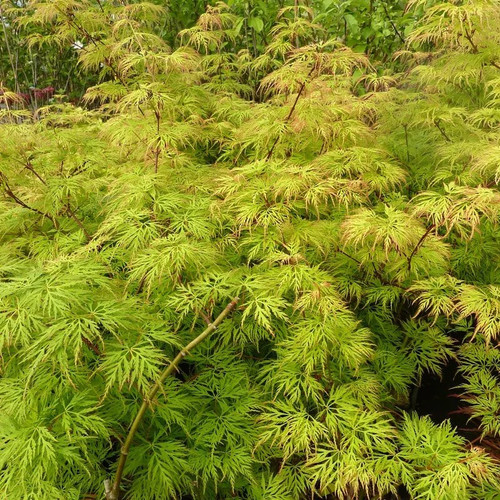 Acer palmatum dissectum
