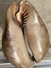 Gros Cypraea – Porcelaine 8