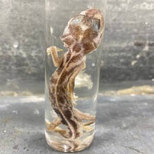 Spécimen humide de gecko à