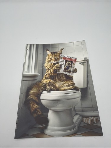 Affiche chat maine - coon, wc