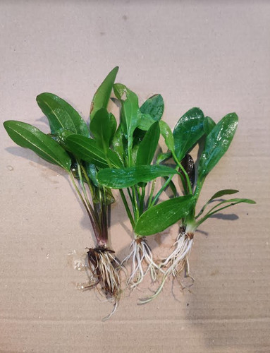 Echinodorus mix cm - echinodorus,