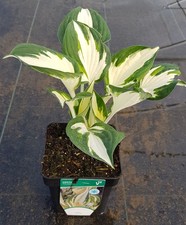 Hosta x 'Fire and Ice' / Lis