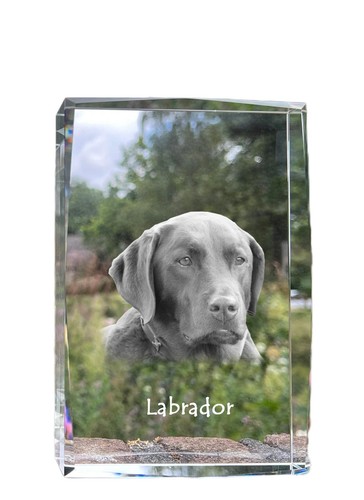 Labrador retriever cristal - labrador,