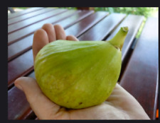 YELLOW GIANT HUNGARIAN FIG -plant in pot
