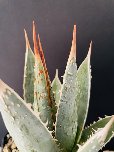 Big agave ghiesbreghtii - big, !