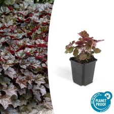 Heuchera micrantha 'Palace Purple' - clochettes pourpres en pot 9 cm - 6 à 60 x