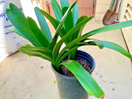 Large mature yellow clivia - large,