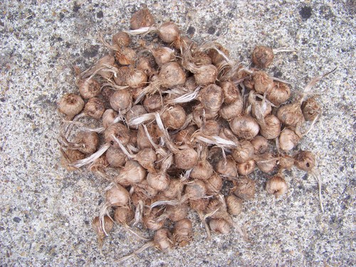 Bulbe crocus safran - de,