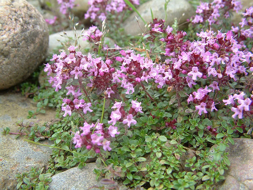 100 graines thym pulegioides - 100,