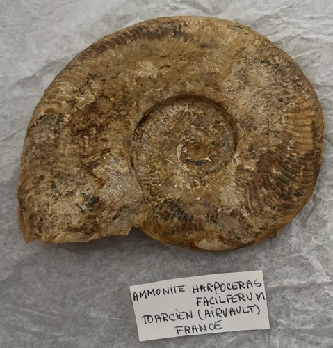 Ammonite harpoceras facilferum - ammonite,