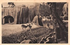 75-PARIS PARC ZOOLOGIQUE DU BOIS DE VINCENNES LES CERFS-N�T1209-G/0141