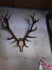 Bois de cerf 14 cors massacre