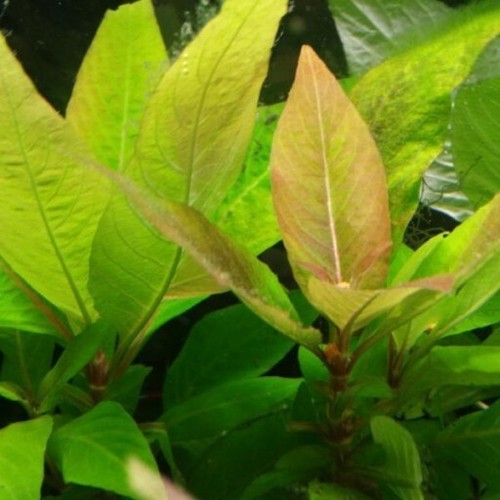 Hygrophila corymbosa nomaphila - hygrophila,