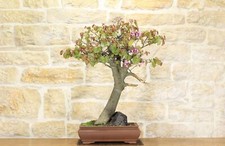 Bonsaï Cercis - Arbre de