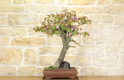 Bonsaï cercis arbre - -, de