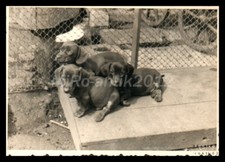 Photo, exposition canine