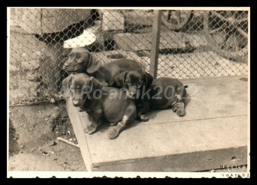 Photo exposition canine - photo,,