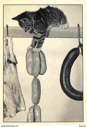 Carte postale animaux - carte,