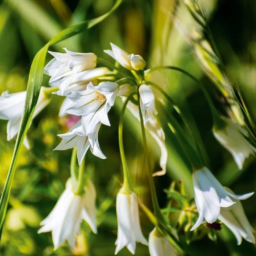 Allium triquetrum ail - triquetrum, à