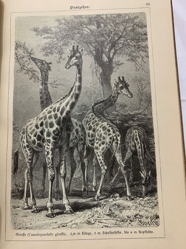 Bilder atlas zur - zoologie, der