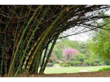 5 GRAINES DE BAMBUSA