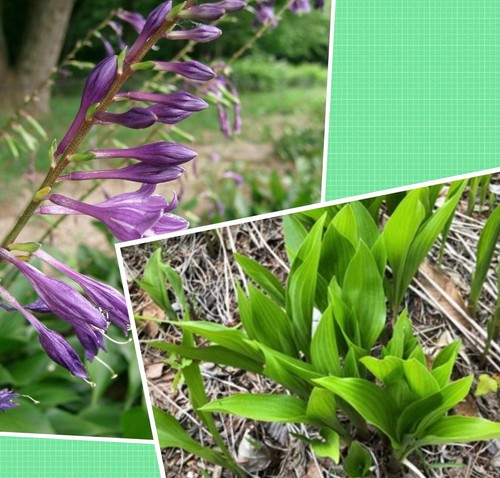 Hosta couleur violet