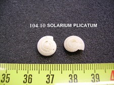 104.10 L - SOLARIUM PLICATUM - LOT DE 2 - FOSSILE DU BASSIN PARISIEN