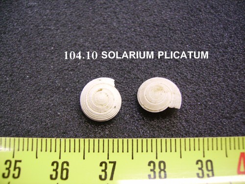 104 solarium plicatum - -,